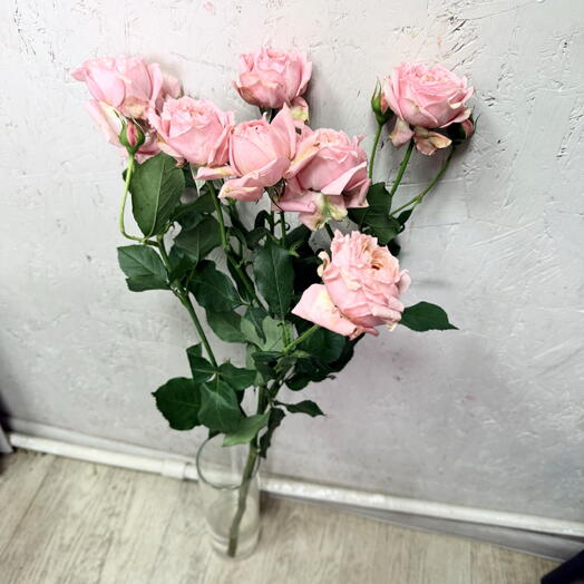 Кустовые пионовидные Джульетта 👸( королева кустовых роз)🤩🤩🤩