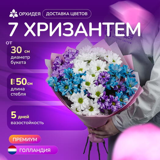 7 Хризантем микс краш