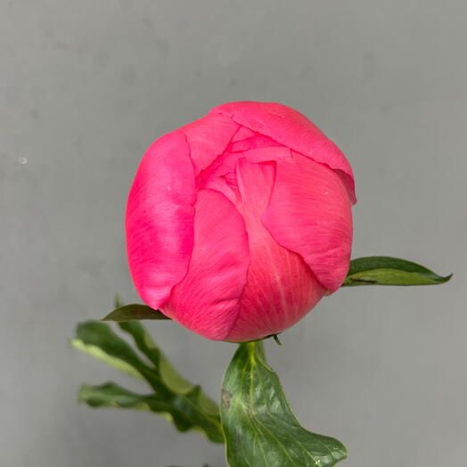 Пион Корал Шарм (0006) peony 🌺
