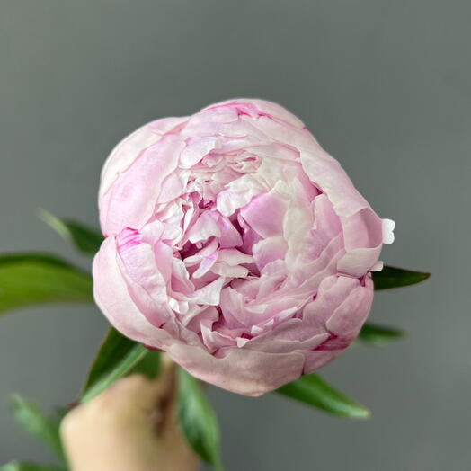 Нежные пионы Сара Бернар (0006) peony💖