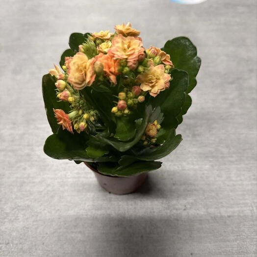 Комнатное растение каланхоэ оранжевое