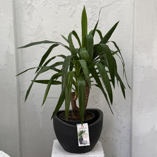 Юкка (Yucca)