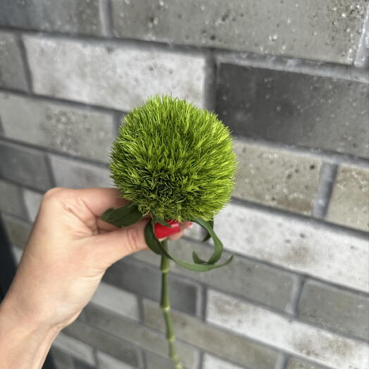 Диантус 🥝