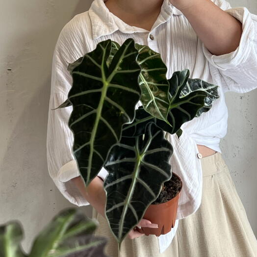 Комнатное растение - Алоказия Полли 🌿