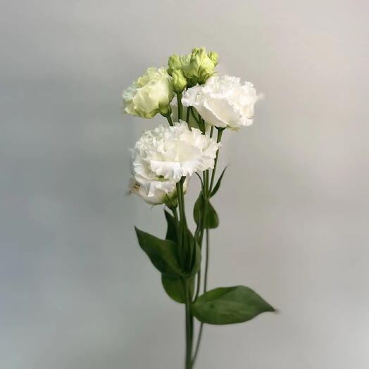 Эустома (Лизиантус) Алисса Белая /Eustoma Alissa White