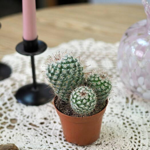 Кактус Mammillaria