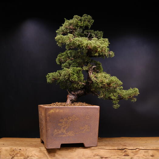 Бонсай Можжевельник китайский (Japan), 56см