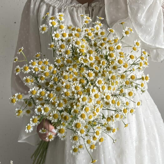 Полевые кустовые ромашки - матрикария 🌼 9