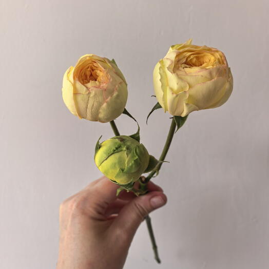 Роза кустовая пиони баблс