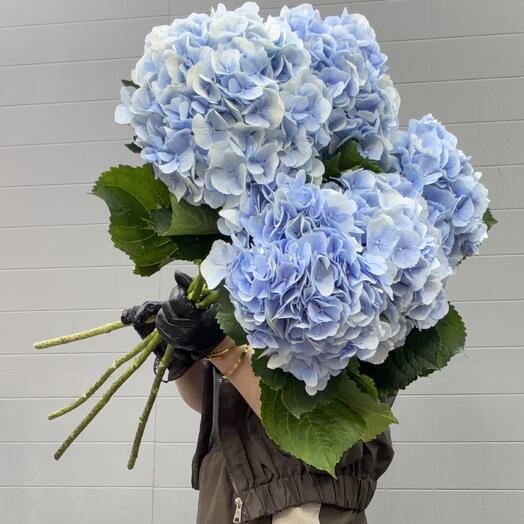 Гортензия премиум