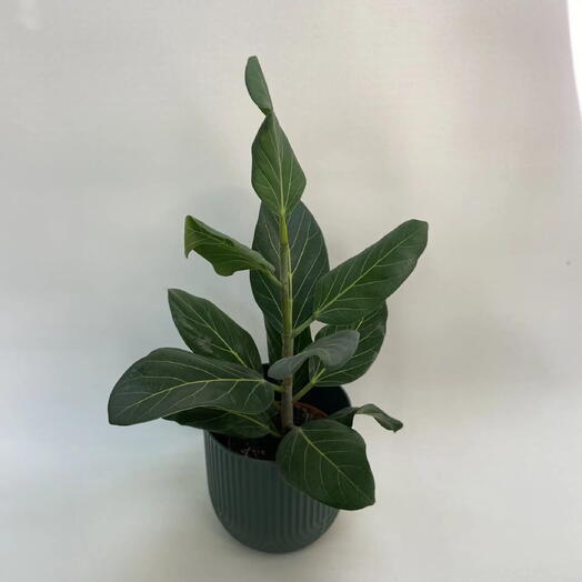 Фикус Одри / Ficus benghalensis Audrey