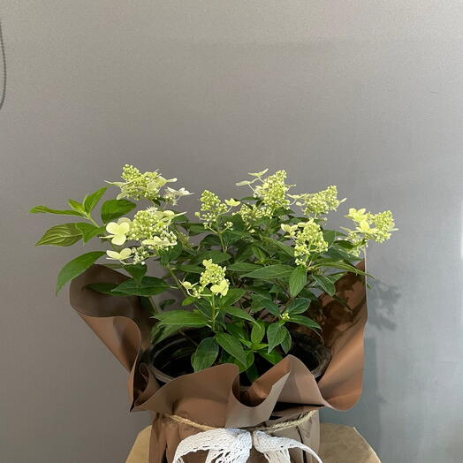 Гортензия метельчатая Мэджикал Свит Саммер (Hydrangea paniculata  Magical Sweet Summer )