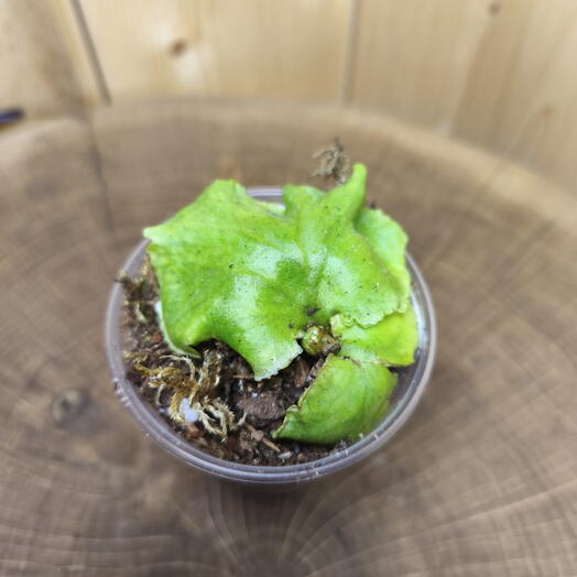 Платицериум Ридли Platycerium Ridleyi