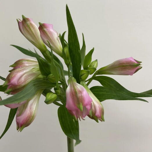 Альстромерия Pink Floyd / Alstroemeria Pink Floyd