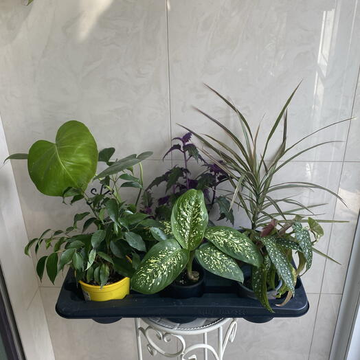 Микс из 6 комнатных растений 💚