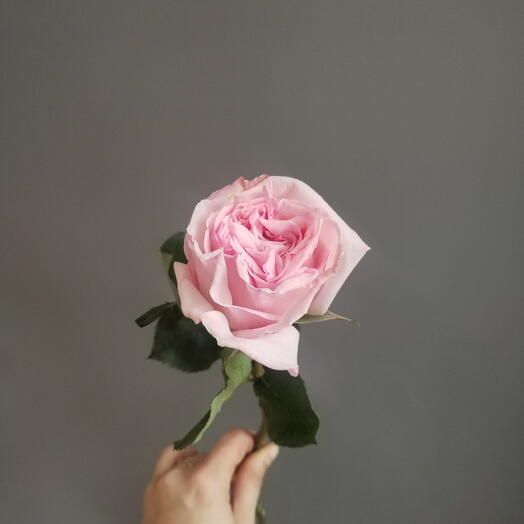Роза одноголовая Pink Ohara