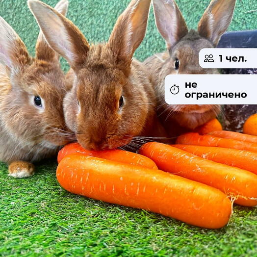 Чудеса фауны. Посещение Сибирского зоопарка в Солнечном для ребенка