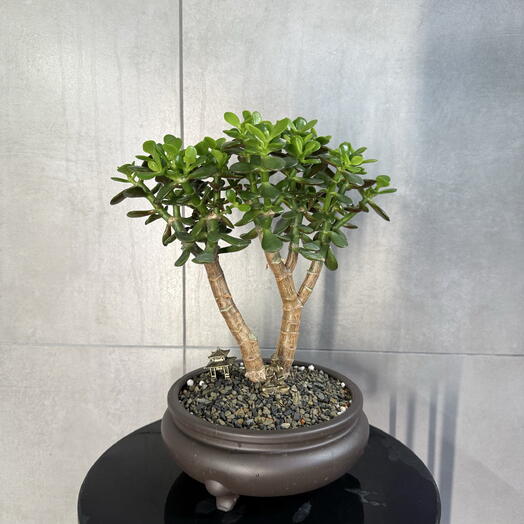 Green Lavka 37