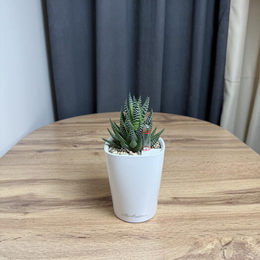 хавортия полосатая Haworthia fasciata