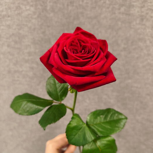 Роза Red Naomi 60см🌹