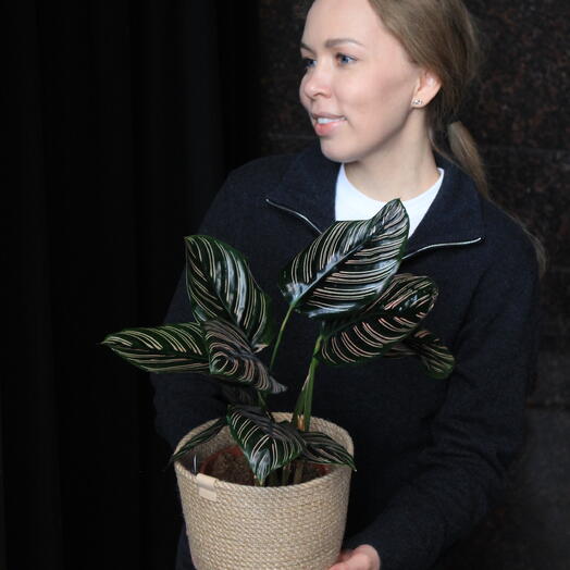 Калатея