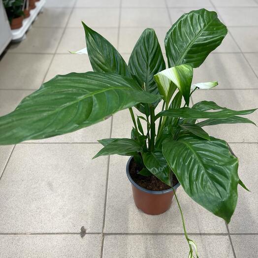 Houseplant Spatifilum
