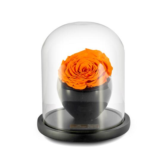 Deep Orange Preserved Roses in crystal vase Single
