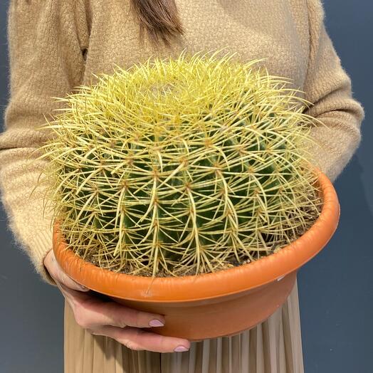 Echinocactus Tsarevich