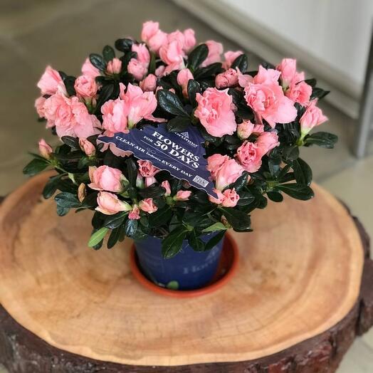 Planta de interior Azalea