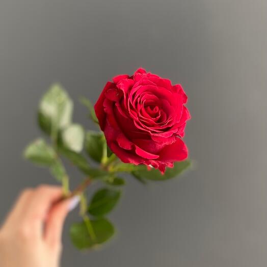 Rosa Kenia 40cm