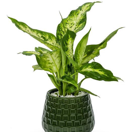Aglaonema plant-designer ceramic pot
