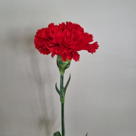 Clavel rojo