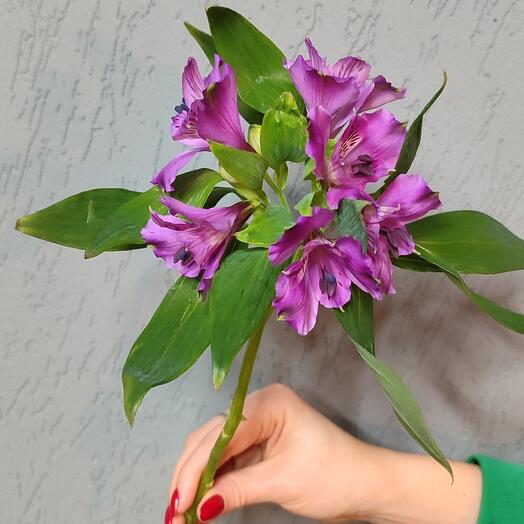 Альстромерия микс