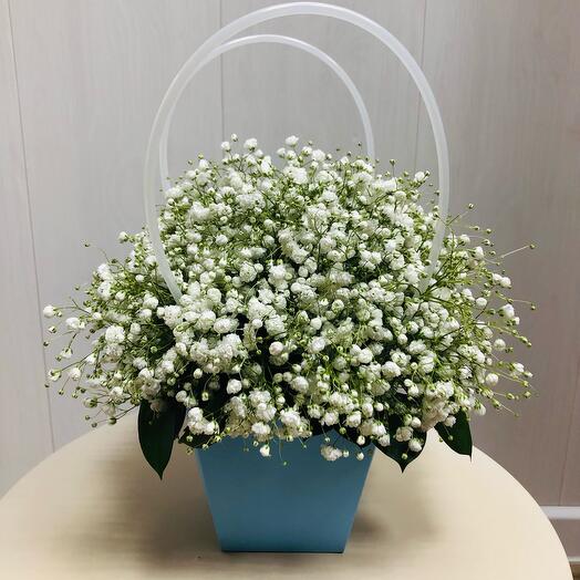 Gypsophila "white cloud"