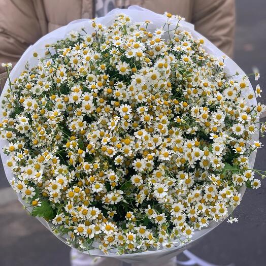 Ромашки