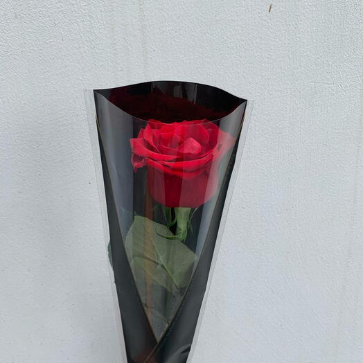 Single rose with wrapping