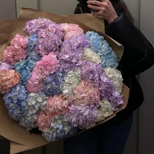 Hydrangeas