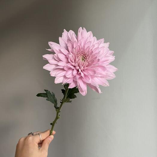 Хризантема нежная