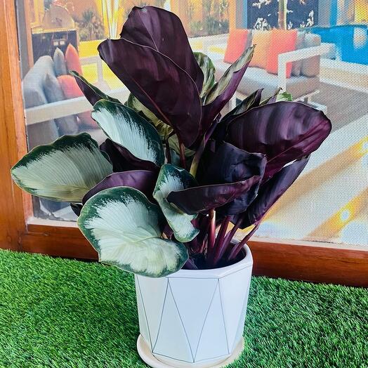 Calathea Roseopicta Corona