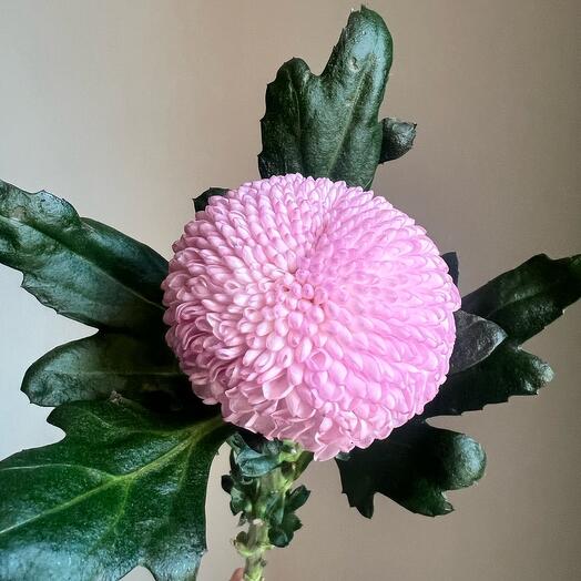 Одноголовая хризантема момоко ( momoko). Розовая, сиреневая