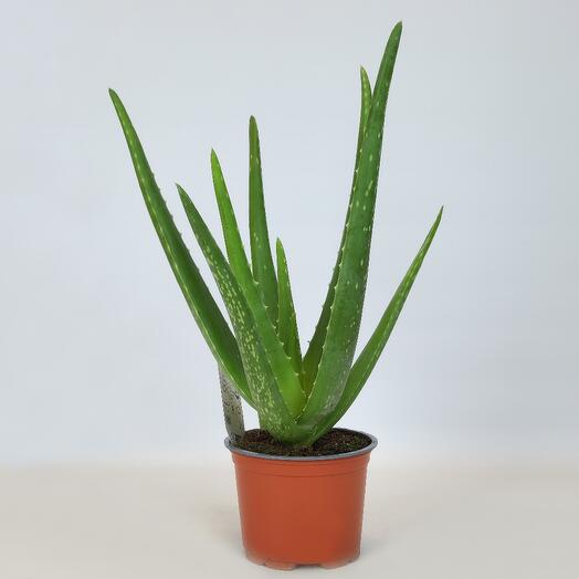 Алоэ Вера (Aloe Vera) D-12