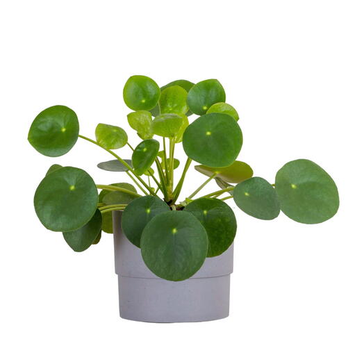 Pilea Peperomoides Chinese Money Plant