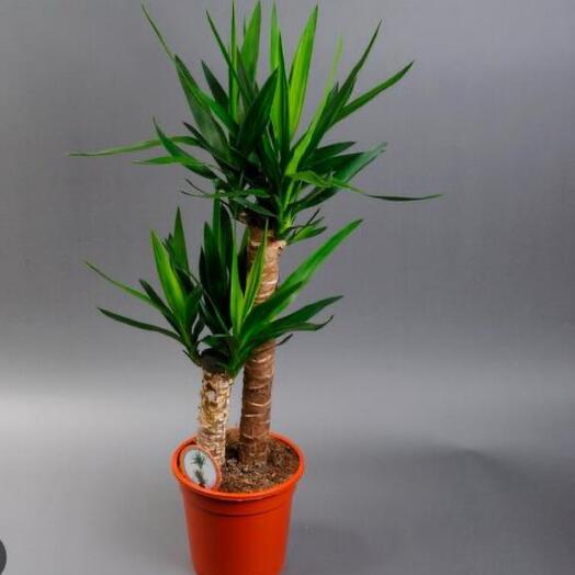 Юкка дерево