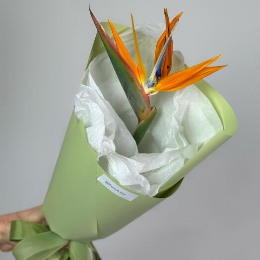 Strelitzia