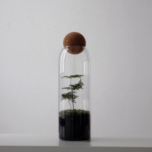 Asparagus Classic Glob Florarium / ecosistema HEIS