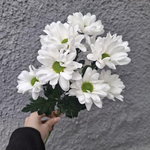 Хризантема Бакарди белая