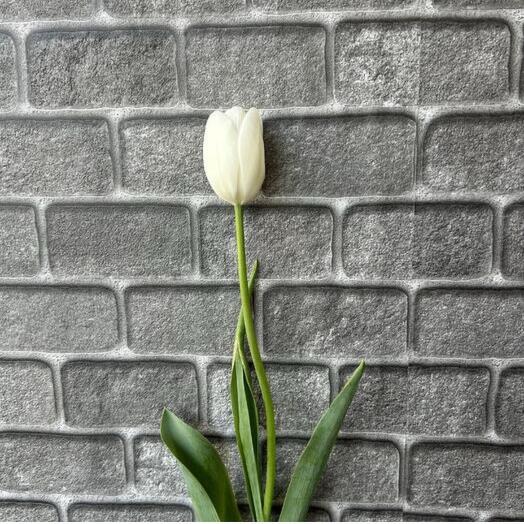 Белый тюльпан