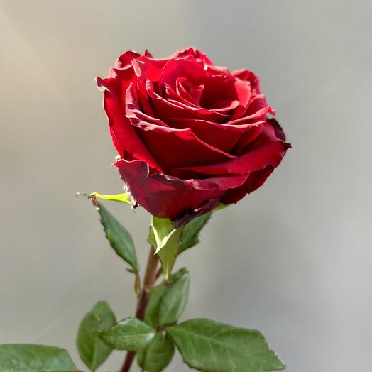 Роза экспловер