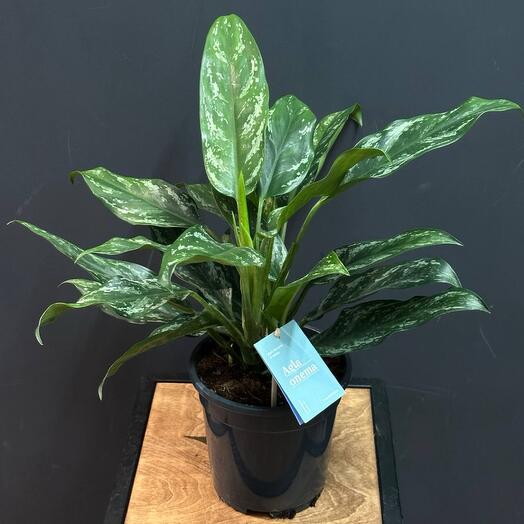 Аглаонема 17см