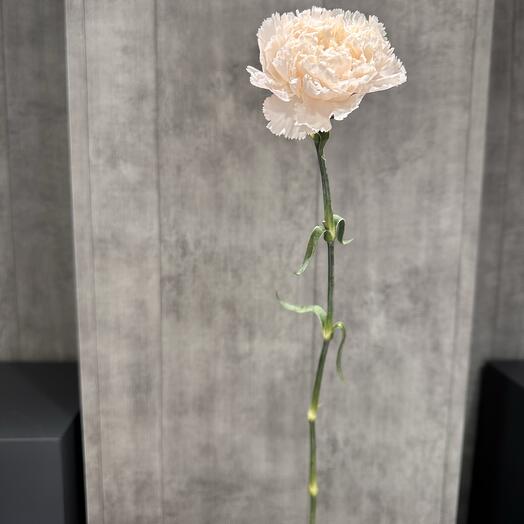 Диантус пудровый